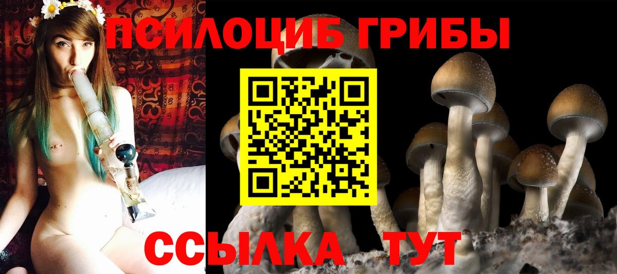 Псилоцибиновые грибы Psilocybe Можга
